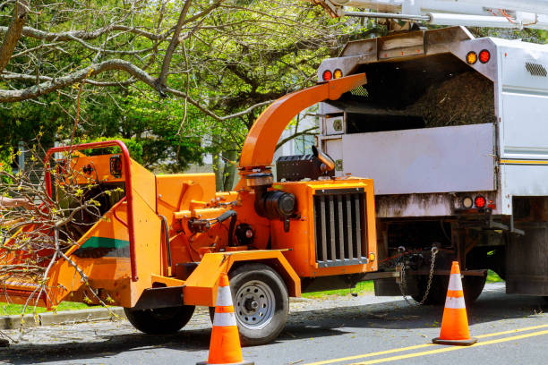 Best Tree Cabling and Bracing  in Lake Goodwin, WA