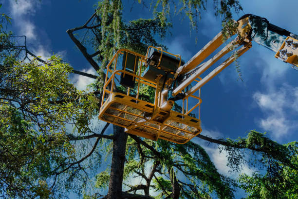 Why Choose Our Tree Removal Services in Lake Goodwin, WA?