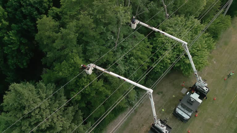 Trusted Lake Goodwin, WA  Tree Services Experts